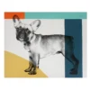 French Bull Dog Canvas